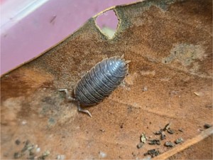 Giant Canyon Isopod
